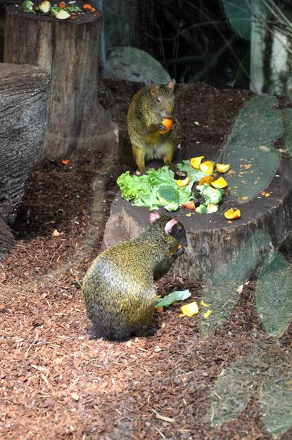 min 2013 07 06 beauval 257